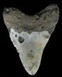 Bargain, Megalodon Tooth - North Carolina #67287-2